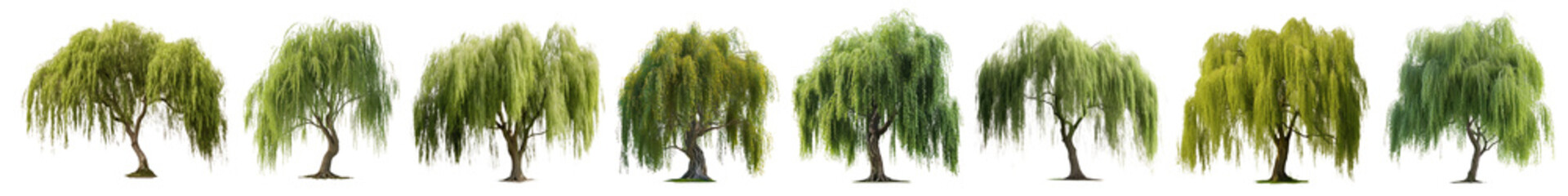 Poster - PNG Variety of lush willow trees set