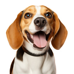 Canvas Print - PNG Animal beagle mammal hound.