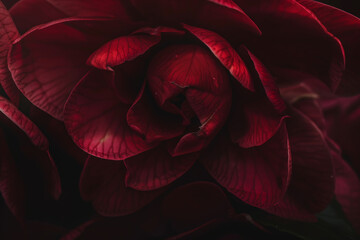 Wall Mural - Glossy Deep Red Camellia Flower with Subtle Light Effects