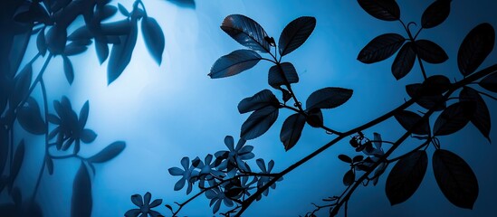 Poster - Silhouette of leaves and flowers projected on a blue backdrop with copy space image.