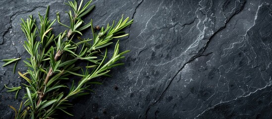 Poster - Top view of rosemary herbs on a dark stone background with ample copy space image.
