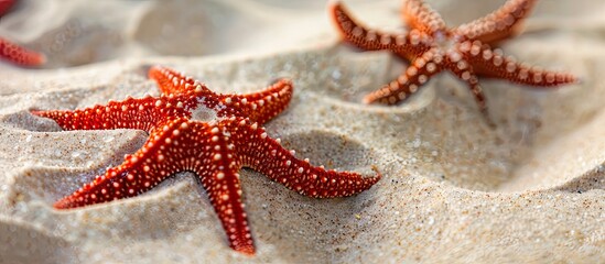 Poster - Red starfish on sandy beach with ample copy space image for summer backdrop.