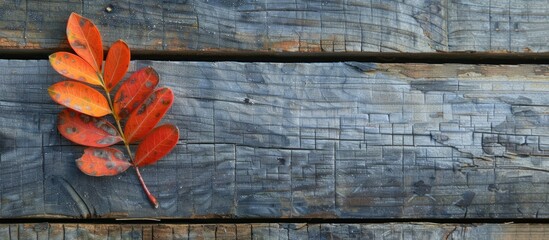 Poster - An autumn Mahonia leaf with copy space image on weathered wooden backdrop.