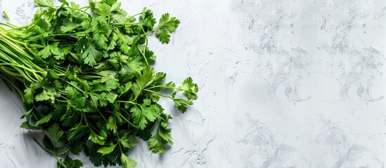 Poster - A fresh bunch of coriander leaves, also known as Chinese parsley, famous in Asian kitchens as a spice, is displayed in a top-view shot against an isolated white background with copy space image.