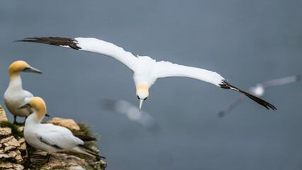 Wall Mural - Northern Gannet, Morus bassanus, birds in flight over cliffs, Bempton Cliffs, North Yorkshire, England