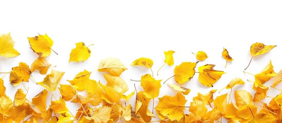 Poster - Yellow autumn leaves border on a white background, providing copy space image.