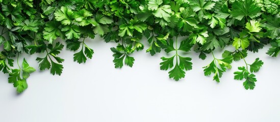 Poster - Close-up top view of fresh parsley herb's green leaves on white background with copy space image.
