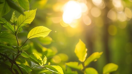 Wall Mural - a close up of a leafy plant with the sun shining through the trees behind it in the background