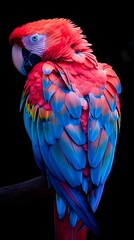 Poster - Vibrant Neon Macaw Preening on Dark Backdrop with Copy Space