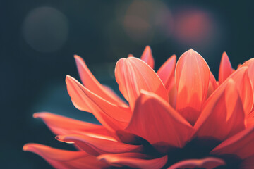 Wall Mural - Close up of Vibrant Orange Flower Petals with Soft Focus and Dark Background