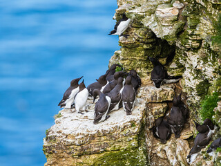 Canvas Print - Guillemot, Uria Aalge, birds colony on cliffs, Bempton Cliffs, North Yorkshire, England