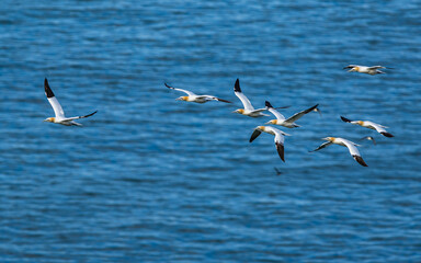 Sticker - Northern Gannet, Morus bassanus, birds in flight over cliffs, Bempton Cliffs, North Yorkshire, England