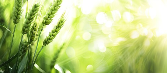 Poster - blurry background highlights green wheat plant in a copy space image.