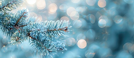 Poster - Close-up of fluffy blue spruce branch with selective focus for Christmas tree background, providing a copy space image.