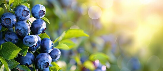 Poster - Blueberries at peak ripeness on the bush with copy space image.