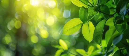 Aufkleber - Close-up of vibrant green leaves illuminated by sunlight, set against a blurred natural background in a public park garden. Conveys landscape freshness and features copy space image.