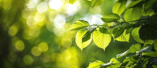 Aufkleber - Close-up of vibrant green leaves illuminated by sunlight, set against a blurred natural background in a public park garden. Conveys landscape freshness and features copy space image.