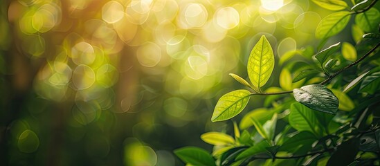Aufkleber - Blurry green nature background with a leaf in a garden setting, perfect as a backdrop or wallpaper with a copy space image area for your content.