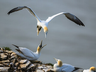 Sticker - Northern Gannet, Morus bassanus, birds in flight over cliffs, Bempton Cliffs, North Yorkshire, England