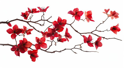 Canvas Print - Branch of red flower isolated on white background