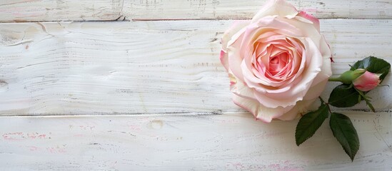 Wall Mural - A pink rose displayed on a white wooden surface, shot from above with ample copy space image available.