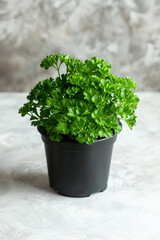 Wall Mural - Parsley, herb cultivation