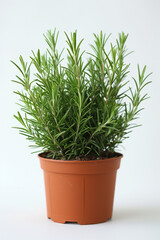 Wall Mural - Rosemary, herb for cooking