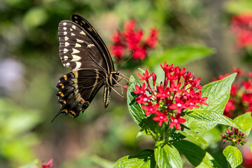 Butterfly on Flower