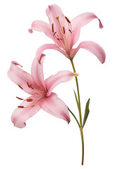 Poster - PNG Real Pressed a pink lilys flower blossom petal.