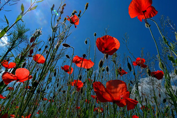 Beautiful field of red poppies against blue sky & sun light rays - Russia, Crimea. Wild scarlet poppy flowers in sunny day for landscape design. Macro of red beautiful poppies as card or wallpaper