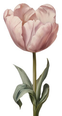 Wall Mural - PNG Blossom flower plant tulip.