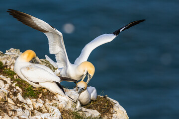 Wall Mural - Gannet, Morus bassanus, birds on cliffs, Bempton Cliffs, North Yorkshire, England