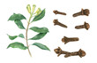 © Masha_tolk_art - Dried whole cloves and plant. Aromatic clove set. Green branch with fresh unripe buds. Healthy organic spice for mulled wine, cooking. Watercolor illustration illustration. Natural organic product