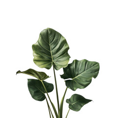 Wall Mural - Aesthetic tropical plant with large green leaves isolated on transparent background. perfect for decor and design projects.