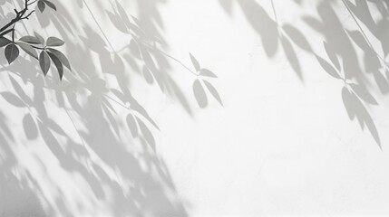 Wall Mural - tree leaf shadow white wall background