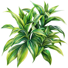 Wall Mural - Vibrant green foliage of a Dracaena plant with lush leaves, perfect for home decor and indoor gardening inspiration.