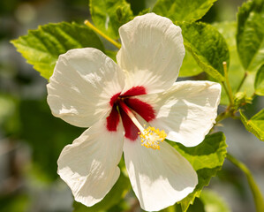 Wall Mural - hibiscus flowers on a branch.