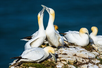 Sticker - Gannet, Morus bassanus, birds on cliffs, Bempton Cliffs, North Yorkshire, England