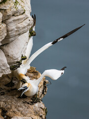 Sticker - Gannet, Morus bassanus, birds on cliffs, Bempton Cliffs, North Yorkshire, England