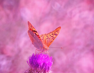 Sticker - A mother-of-pearl butterfly on a flower. Beautiful bright background.