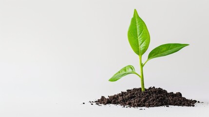 Wall Mural - Single green leaf sprouting from rich, dark soil on a pristine white background