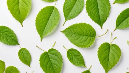 Green spring leaves on white background.