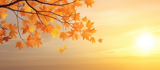 Fototapete - Scenic autumn backdrop with a maple tree's yellow leaves against a sunset sky, ideal as a web banner or wallpaper with room for text in the image. with copy space image