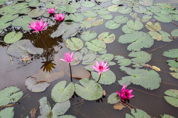 Hoi An, Vietnam - 6 Feb, 2024: Pink flowering lily pad plants in a pond at the My Son Hindu temple, Vietnam