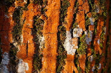 Sticker - Tree bark close-up. A textural image. Wooden background.