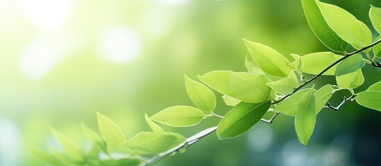 Fototapete - Fresh green leaf in garden with a blurred greenery background for a natural, ecological theme with copy space image.