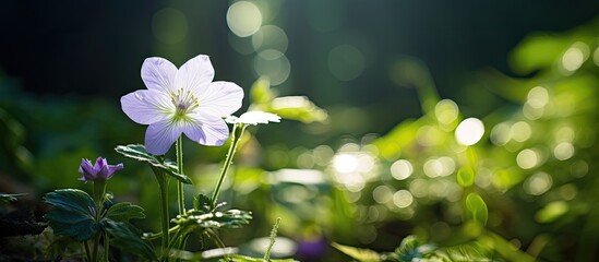 Poster - A close-up image of a small white and purple flower illuminated by sunlight, with natural green plants in the background, suitable for use as an ecology-themed wallpaper with copy space.