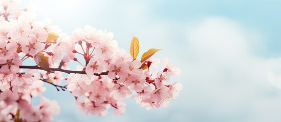 Wall Mural - Cherry blossom in spring providing a background or copy space image.