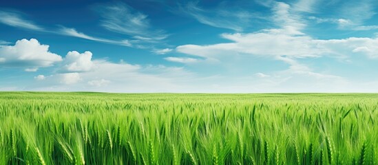 Wall Mural - Scenic green barley field with a blank area for text or images - copy space image.