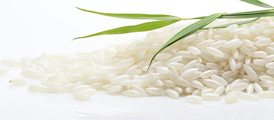 Poster - Jasmine rice ears against a white background with ample copy space image.